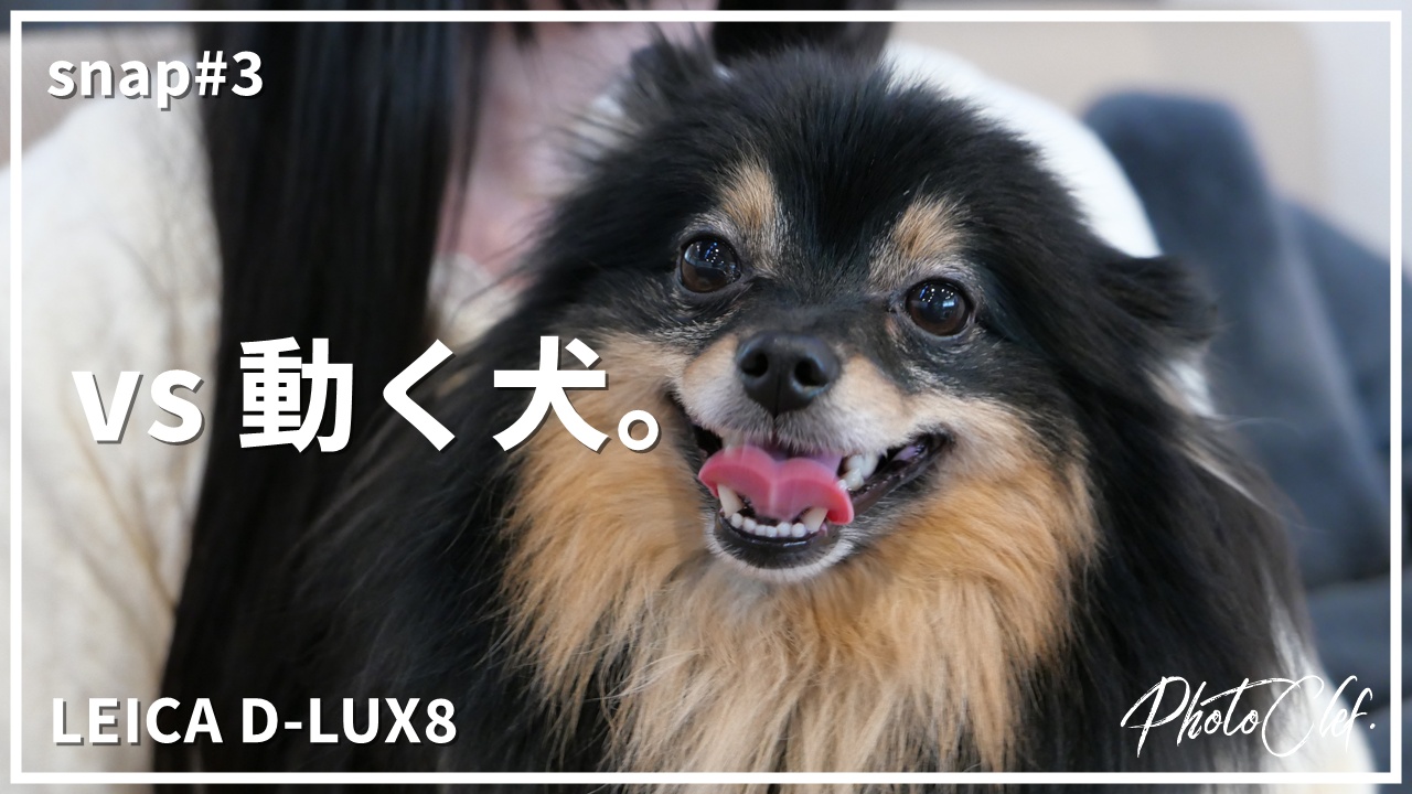 snap#3 LEICA D-LUX8 愛犬とカフェで苦労する