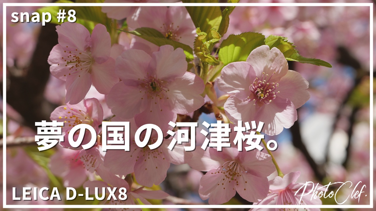 snap#8 LEICA D-LUX 夢の国の河津桜。