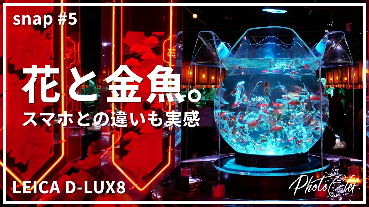 snap#5 LEICA D-LUX8 銀座の中心で花と金魚とライカ
