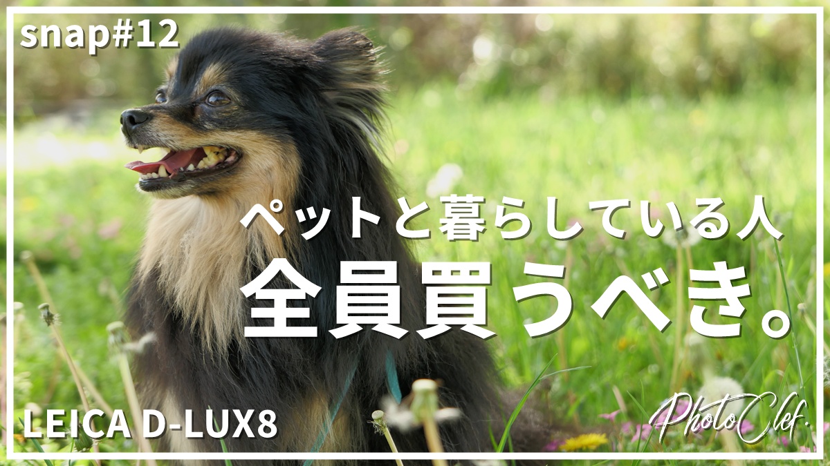 D-LUX8で撮る愛犬ポートレート｜ふんわり写す色味と撮影テクニック